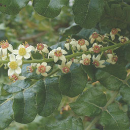 boswellia